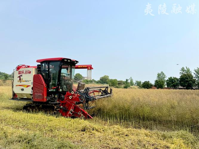 夷陵:推廣油菜分段機收減損技術